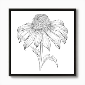 Echinacea Art Print