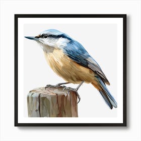 Blue Nuthatch 1 Art Print