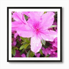 Pink Azaleas 14 Art Print