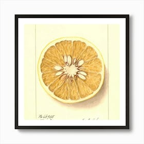 Fruit 2 18 Art Print