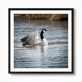 Firefly Head, Lake, Canada, Bird, Outdoors, Canadian Goose, Winter, Resting, Wing, Fowl, Water Bird, (11) Art Print