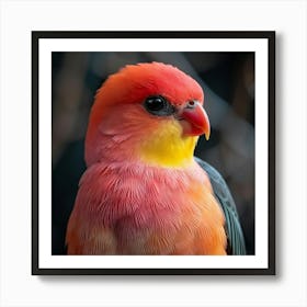 Red Lorikeet Art Print