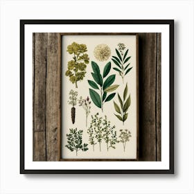 Botanical Print 2 Art Print