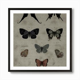 Butterflies Of The World Poster