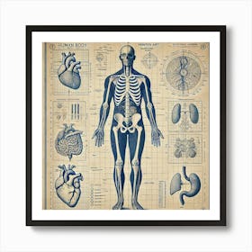 Anatomical Blueprint Printed Art A Vintage Inspired Blueprint Of The Human Body, Perfect For Adding A Professional And Educational Touch To Any Medical Space Printed Art Art Print