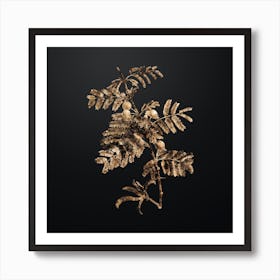Gold Botanical Sweet Acacia on Wrought Iron Black n.0511 Art Print
