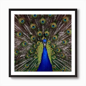 Peacock Art Print