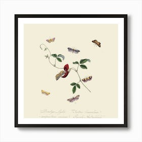 Butterfly And Flower Art Print