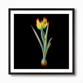 Prism Shift Daffodil Botanical Illustration on Black n.0263 Art Print