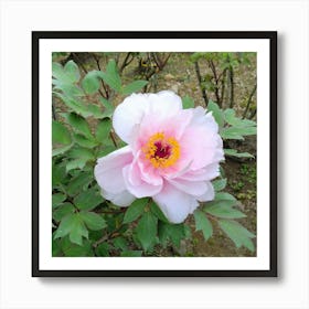 Peony in Japan 12 Art Print