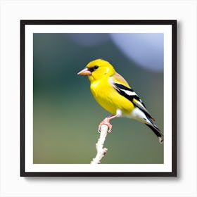 Goldfinch Art Print