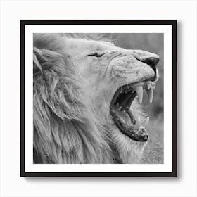 White Lion Yawning Square Art Print