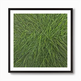 Grass Background 20 Art Print