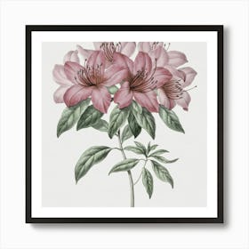 Pink Azalea Art Print