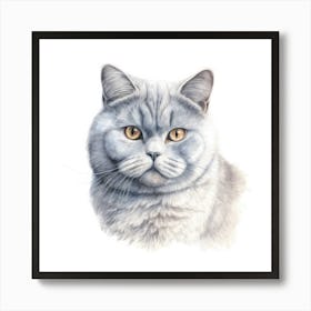 British Shorthair Persian Cat Portrait 2 Art Print