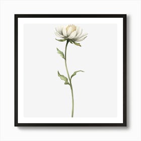 Chrysanthemum Art Print