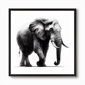 Elephant In Black And White 1 Art Print