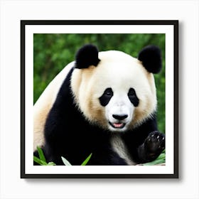 Panda Bear 2 Art Print