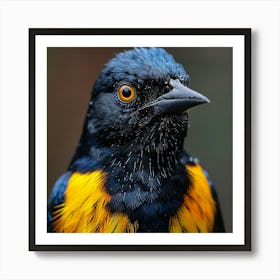 Black And Yellow Bird Art Print