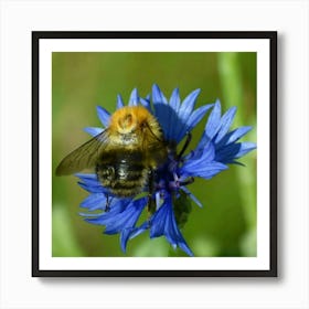 Busy Bee on Cornflower Art Print