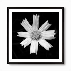 Free From The Shadows Black And White Square Art Print