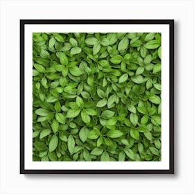 Green Basil Leaves Background Art Print