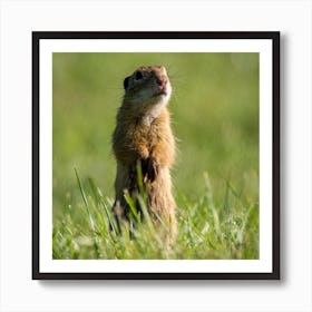 Ground Squirrel Affiche