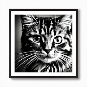 Black And White Cat 19 Art Print
