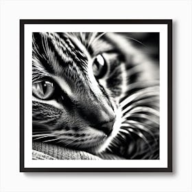 Black And White Cat 8 Art Print