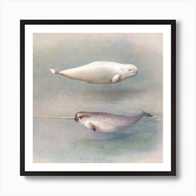 White Whale, Narwhal, A Thorburn Art Print