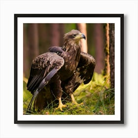 Golden Eagle Art Print