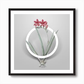 Vintage Gladiolus Cardinalis Minimalist Botanical Geometric Circle on Soft Gray n.0191 Art Print