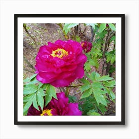 Peony 16 Art Print