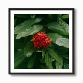 Tropical Red Art Print