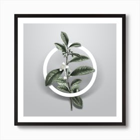 Vintage Tea Tree Minimalist Botanical Geometric Circle on Soft Gray Art Print