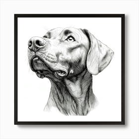 Rhodesian Ridgeback Art Print