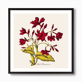 Red Plumeria Art Print