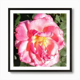 Pink Rose 2 Art Print