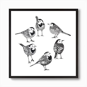 Circle Of Wagtails Square Art Print