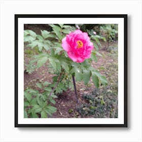 Peony in Japan 2 Art Print