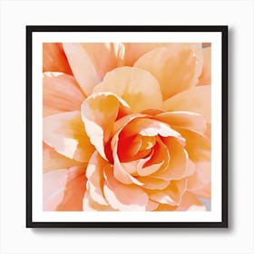 Peach Rose Art Print