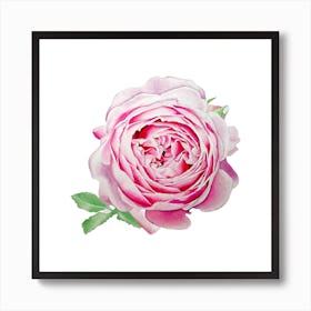 Pinkish rose Art Print