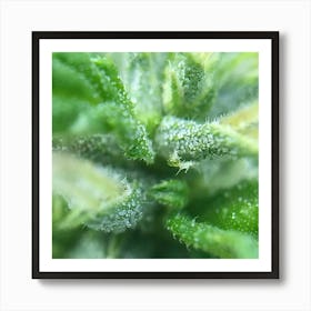 Close Up Of A Cannabis Plant Art Print