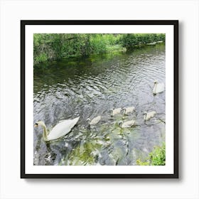 Swan family on the canal Art Print