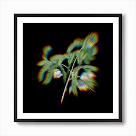 Prism Shift Spaendoncea Tamarandifolia Botanical Illustration on Black n.0086 Art Print