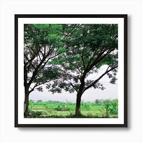 Trees In The Field Art Print