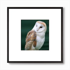 Barn Owl Art Print