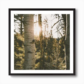 Sun Peeking Through Trees Art Print