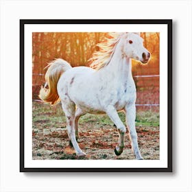 White horse 1 Art Print