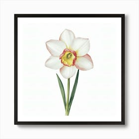 Daffodil 2 Art Print